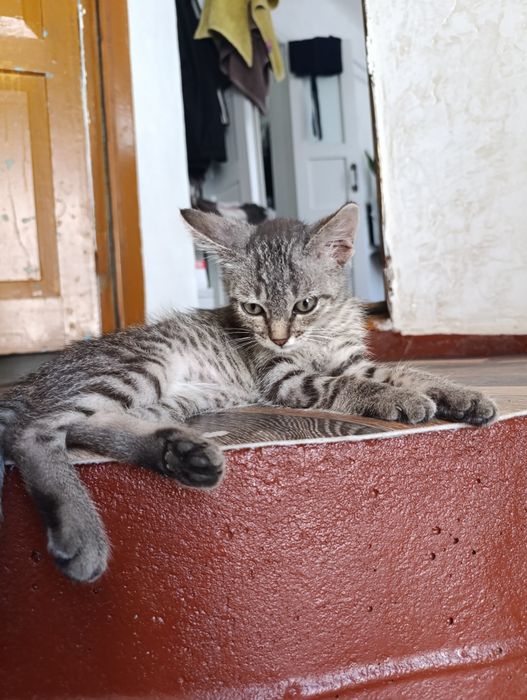 Котятки ищут новый дом