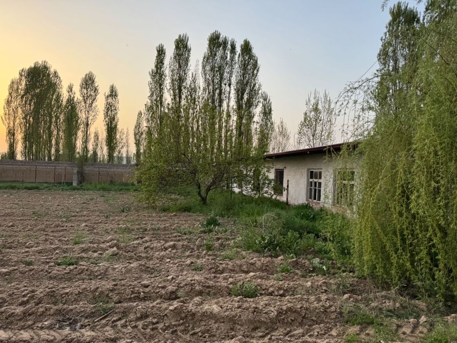Yangiyolda 20 sotik ferma sotiladi hama sharoit bor