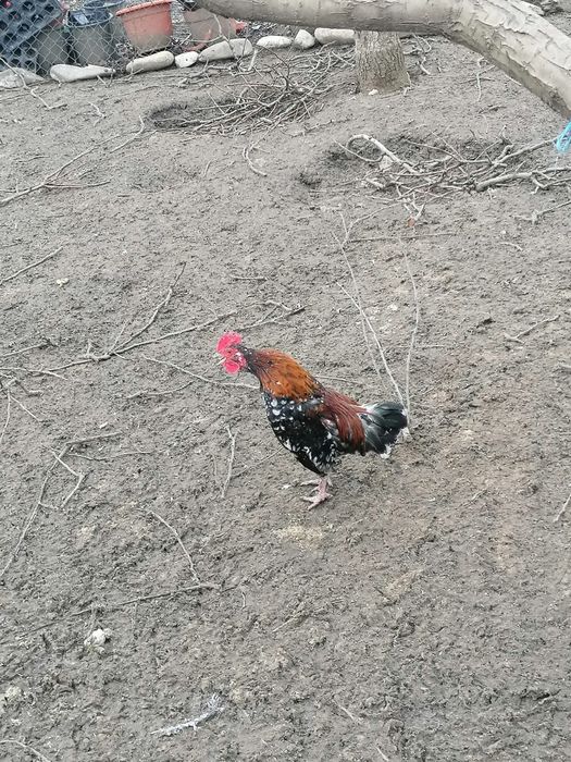 Cucoș American de vânzare