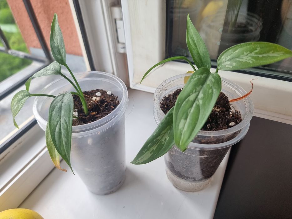 Aglaonema Maria Комнатных цветок
15 000 so'mdan 
Телеграм каналимиз_ G