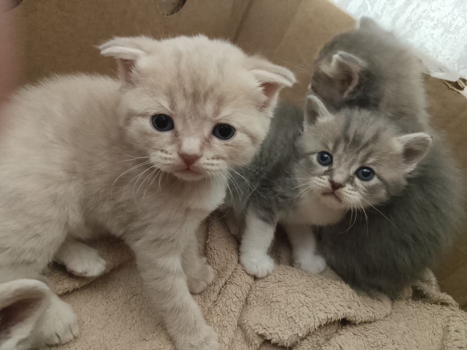 Продаются очаровательные котята.