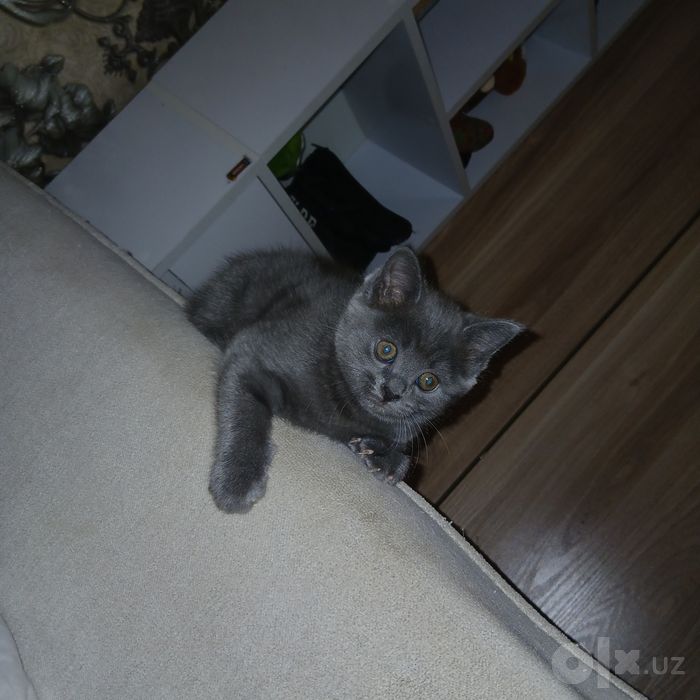 Срочно продаётся шотландские котята
