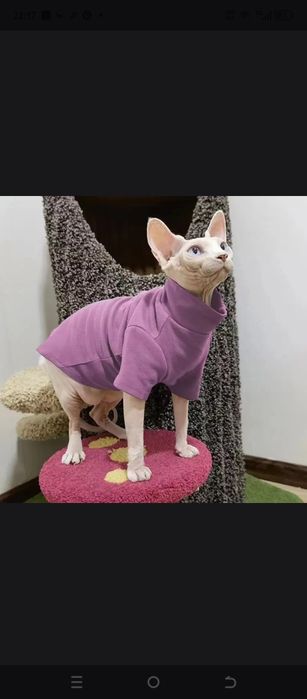 Одежда для кошки сфинкс
