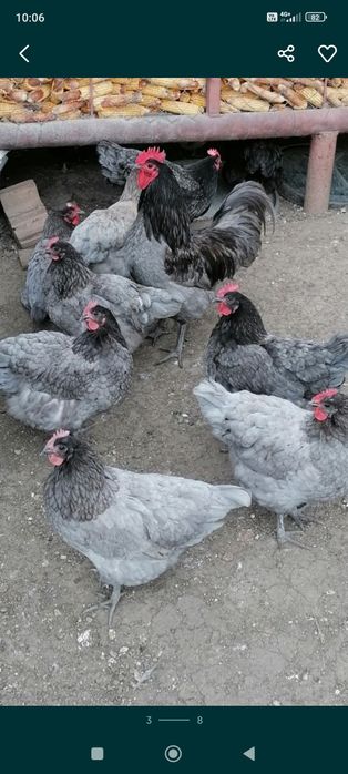 Ouă incubat australorp