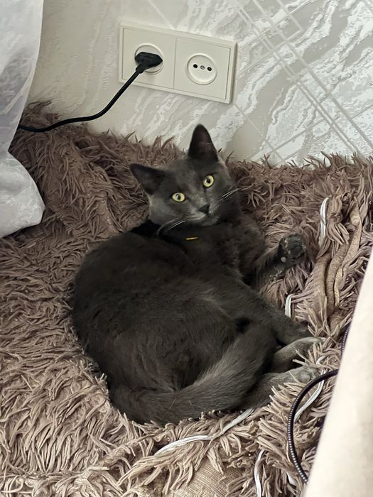 Пропал кот , помогите найти