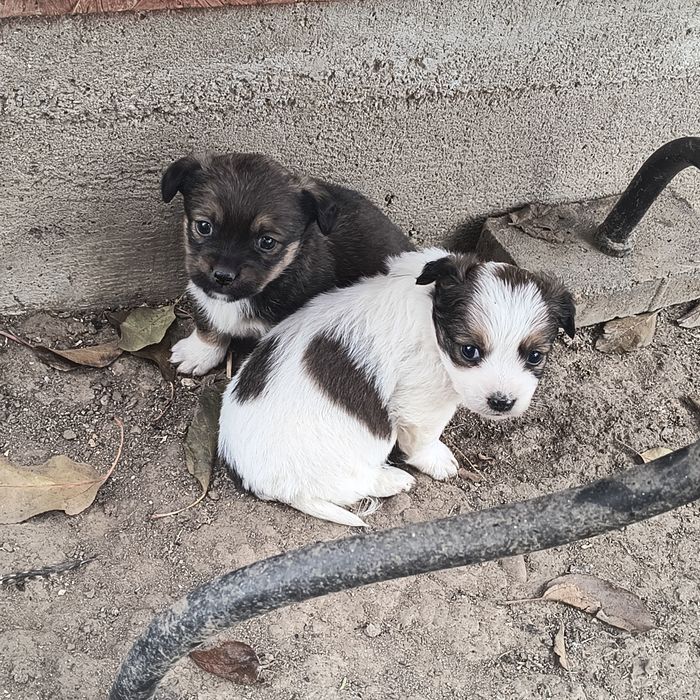 Cățelușe pechinez