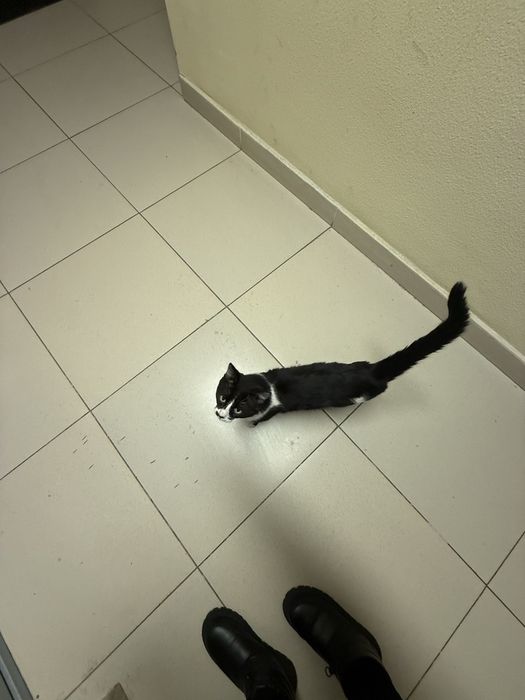 Хорошенький   Кот   в    Семью!