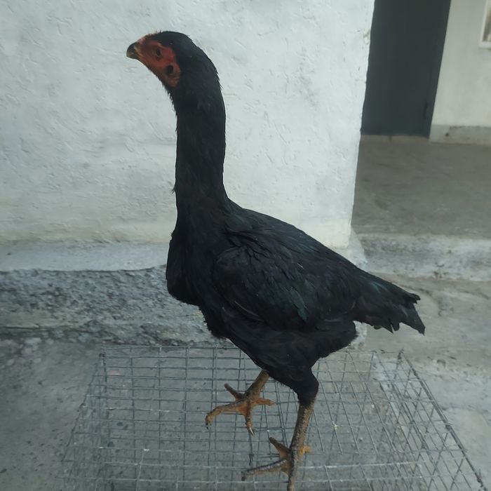 Ветнам ганой  джужа