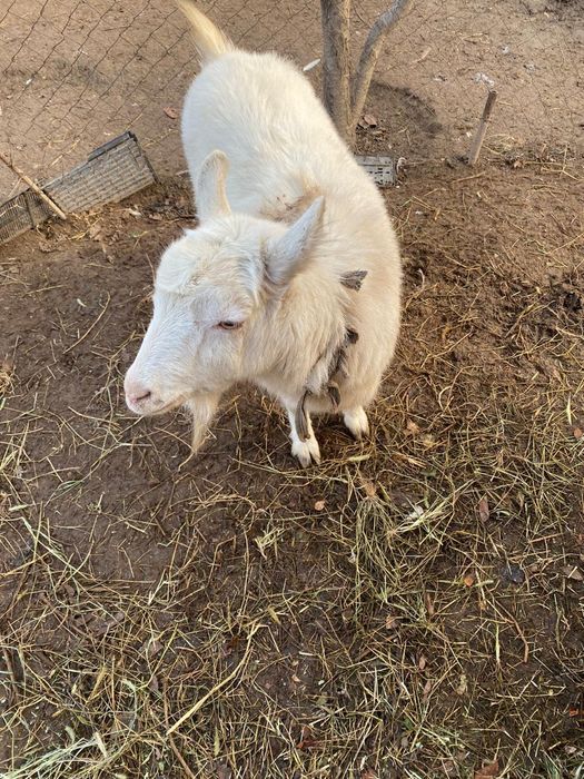 Коза заненский порода