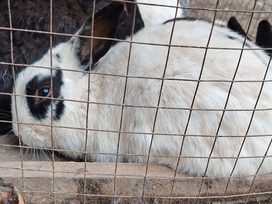 Куёнлар сотилади
