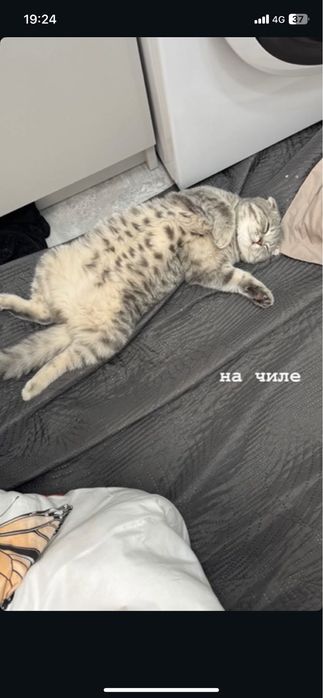 ищем кота для вязки