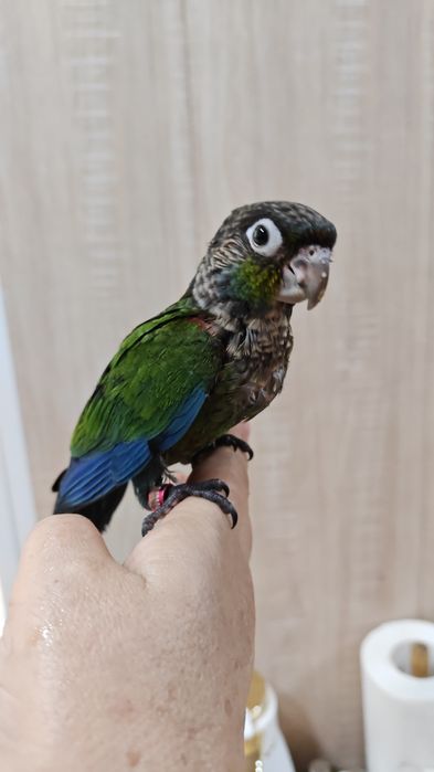 Продаётся ручной попугай Пиррура Перлата