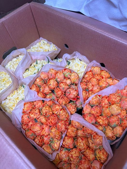 Тюльпаны белорусские оптом