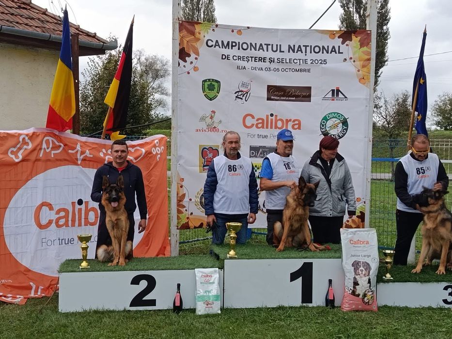 Mascul ciobanesc german 16 luni cu pedigree top