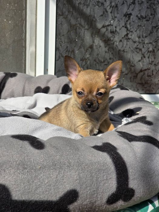 Чихуахуа момиченце