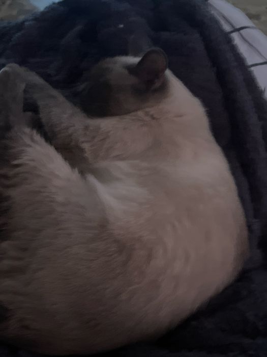 Вязка кошки ждет кота