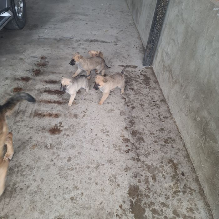 Щенки отдам в хорошие руки