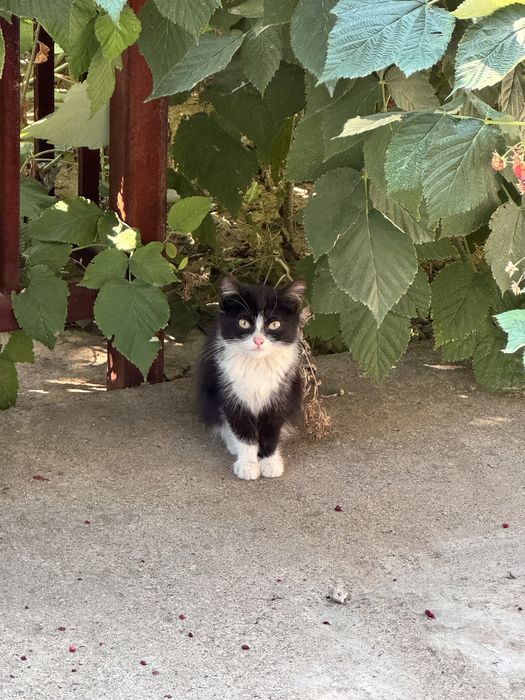 Котенок в добрые руки