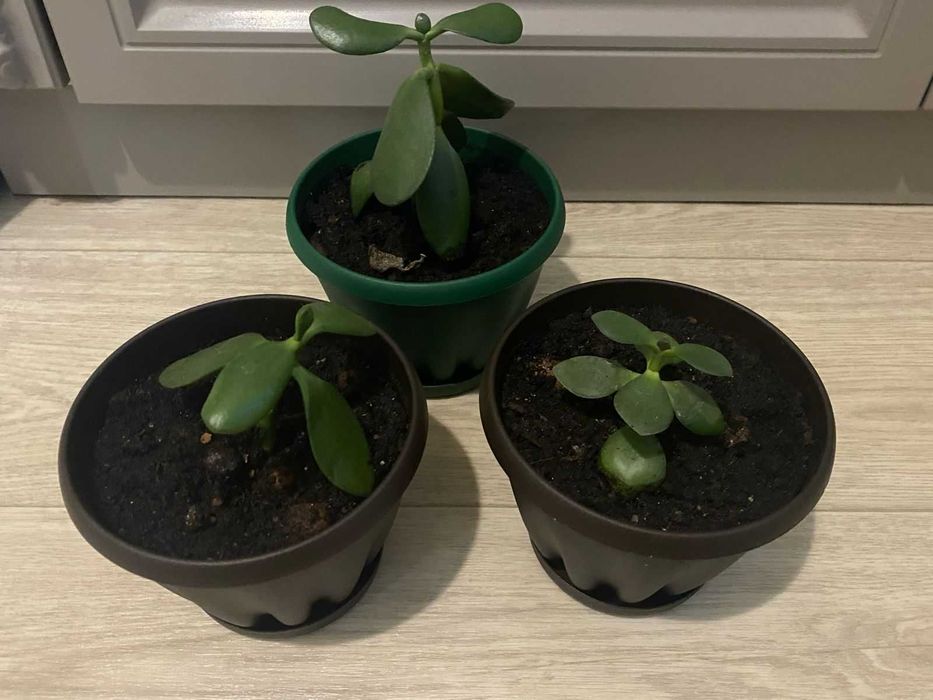 Продам комнатные цветы