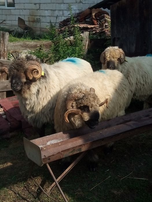 Vând berbeci bucălăi