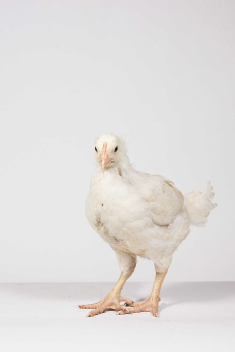 Pui de carne 16 zile - 500 gr - livrare en-gros din fermă săptămânal