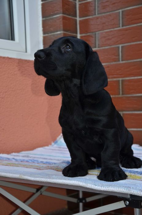 Teckel sarmos negru