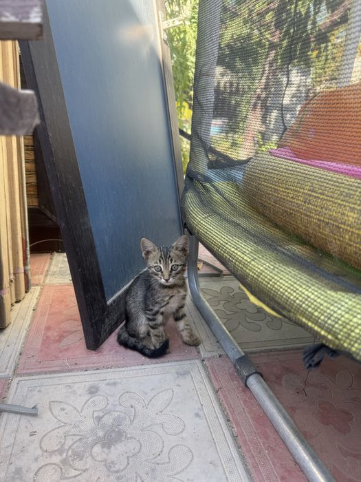 отдам котенок в добрые руки