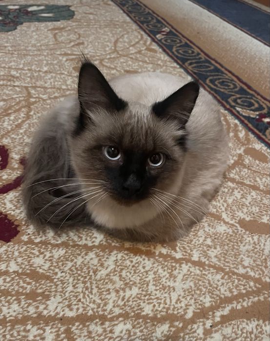 Продается сиамский кот