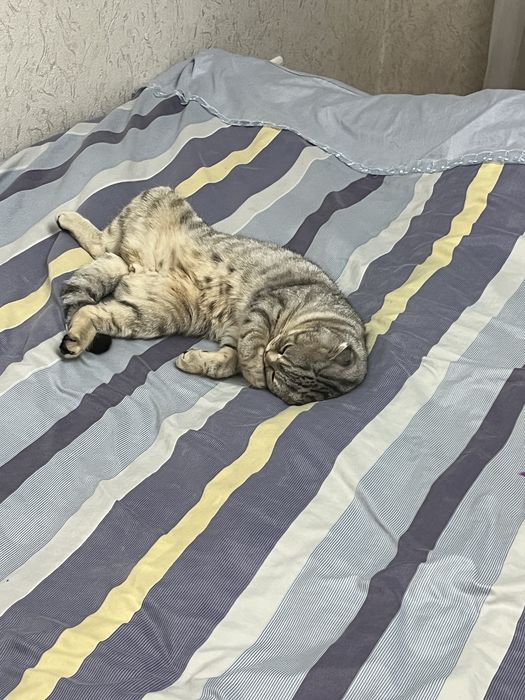Шотландский вислоухий котик