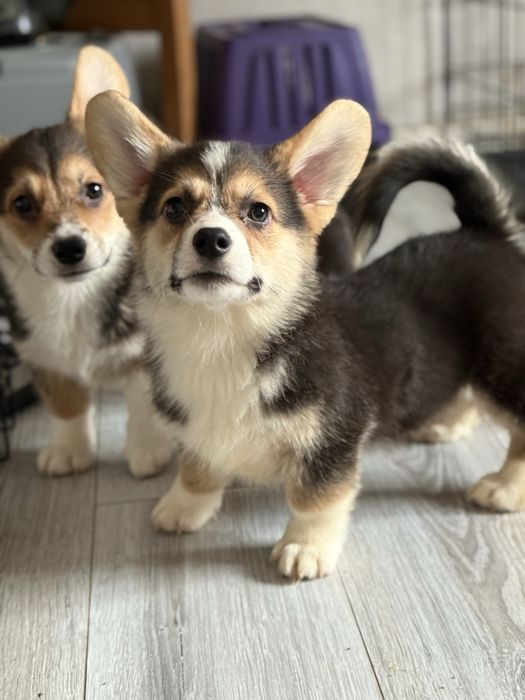 Вельш корги пемброк малыши