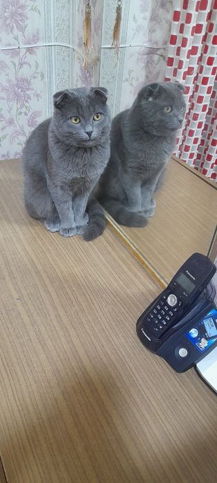 Mushuk Zottor aqilli