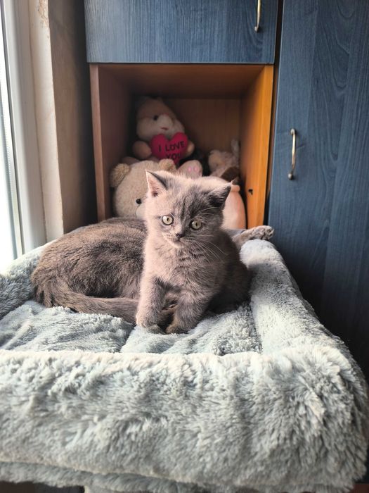 Британска късокосместа