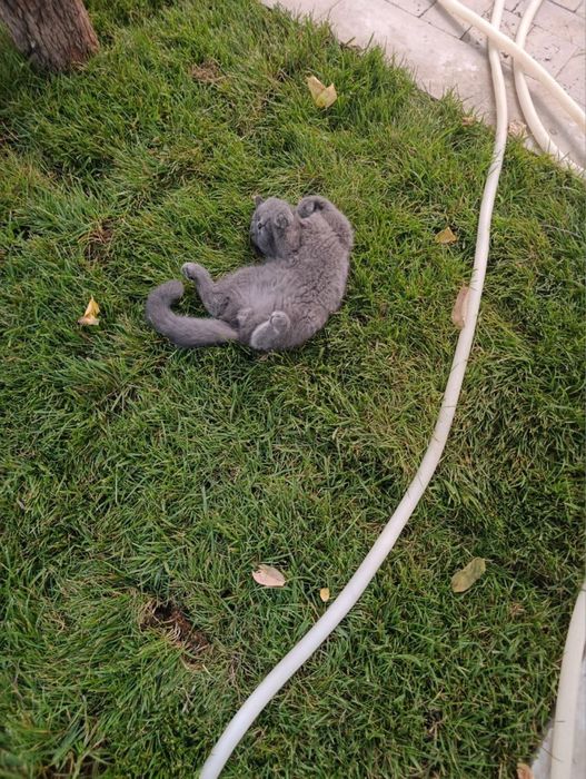 Кот вислоухий британский фолд