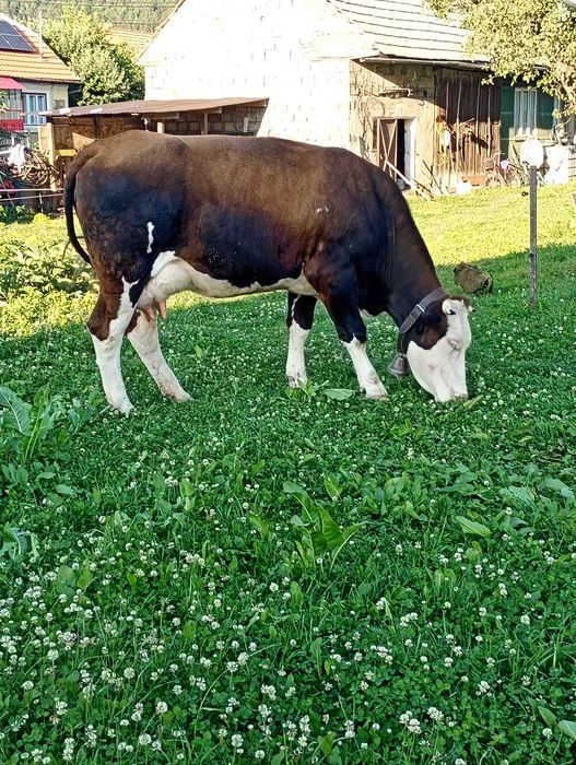 Vaca de vânzare