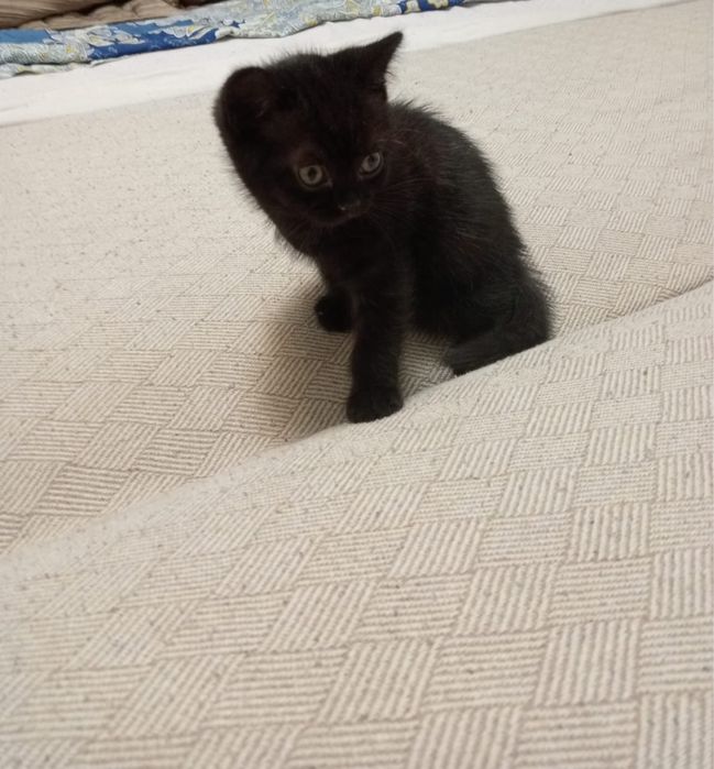 Отдам британских котят