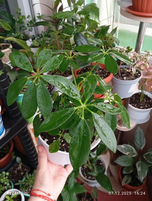 Продам цветы комнатные