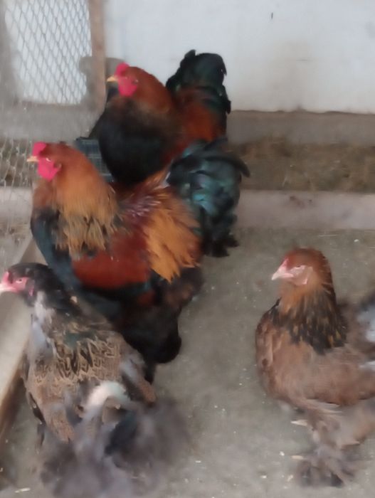 Vind Brahma Poternichiu