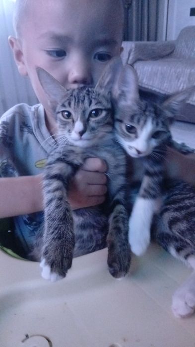 Кошки, чистые, игривые