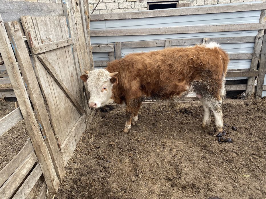 Потсос бука сатылады