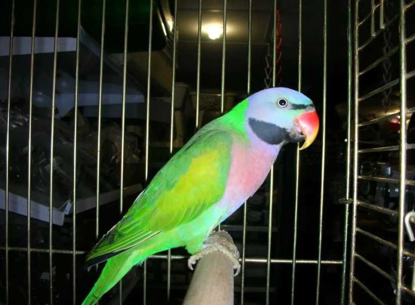 Продам Розовогрудный кольчатый попугай