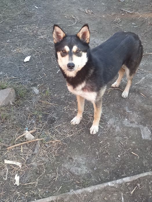 Щенки 1.5 месяца