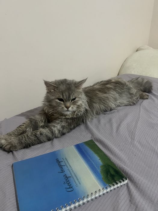 Отдам в добрые руки