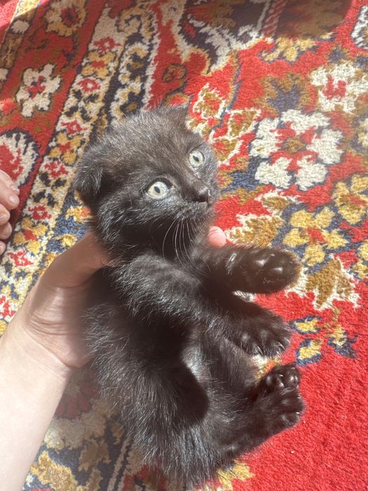 кошка шотландский