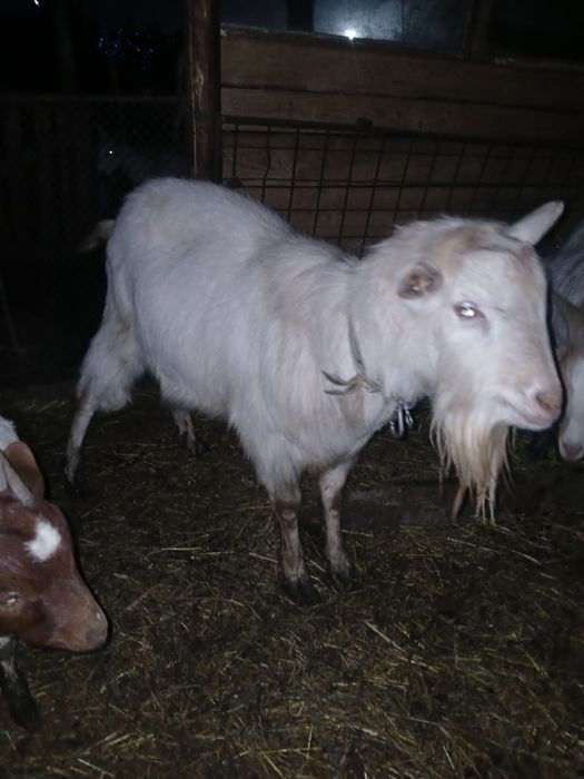 Vand 2 tapi frumosi si buni