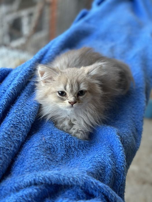 Британска дългокосместа чинчила на 3 м