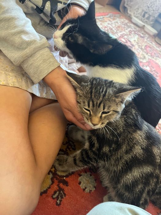 5 месячные котята ищут дом!!