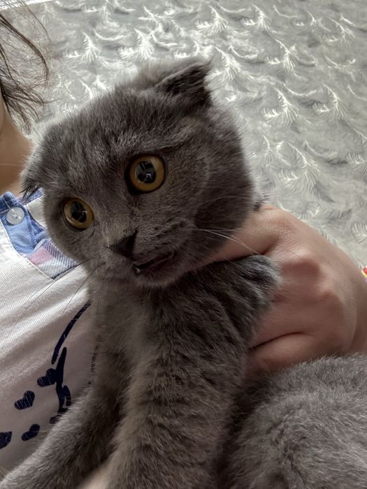 Iphone 11 garantibshshhdbdhxhxhhxhxhhxhdhsjnsjsksjdjhxhxhdhdjsjsksjsjd