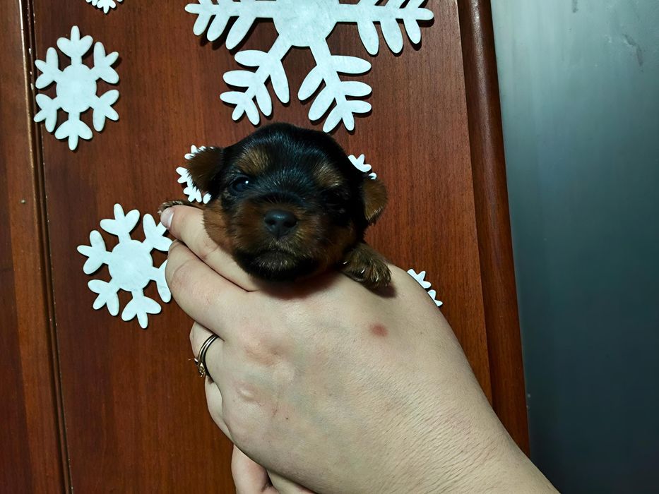 Бронь на щенков Йорка!