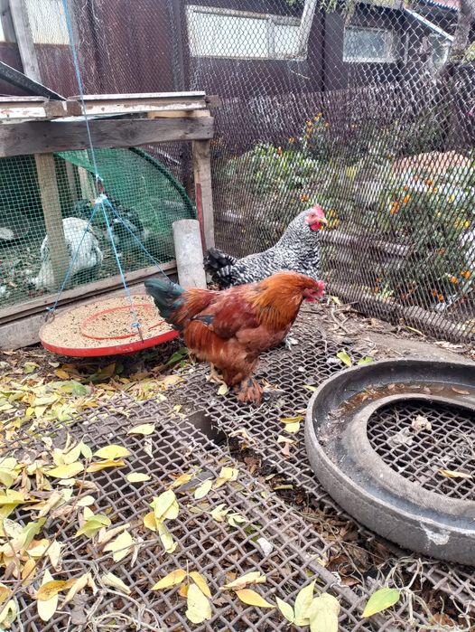 Продам петухов домашних