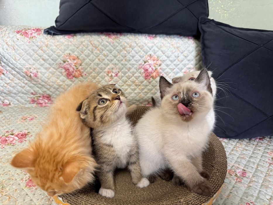 Шотландские вислоухие котята
